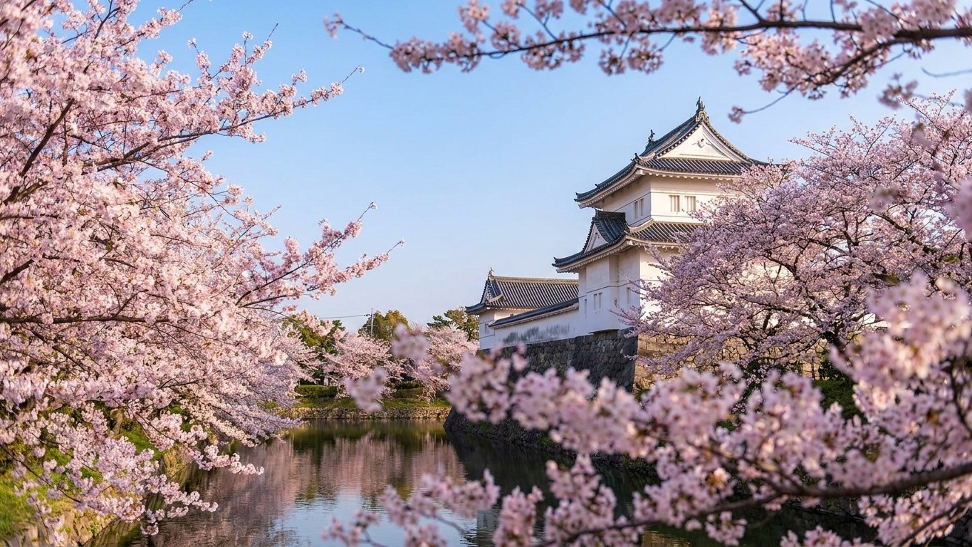 « On pensait avoir raté les cerisiers du Japon » : l'île où ils fleurissent en mai avec des hôtels 40 % moins chers